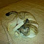 Bouddha participe au concours pour gagner de l'argent avec cette photo :