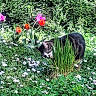 Charlie participe au concours pour gagner de l'argent avec cette photo : cat, tabby, garden, flowers, tulips, daisies, greenery, grass, outdoor, nature, plants, pet, animal, spring, flora, curious, daylight, wildlife, leaves, bushes