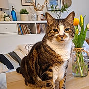 Charlie a rejoint le concours — aidez-le/la à gagner de superbes lots ! cat, tabby_cat, table, vase, tulips, flowers, living_room, couch, cushions, paintings, shelf, records, plant, wooden_table, home_decor, indoor, furniture, pet, domestic_animal, cozy