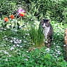 Charlie participe au concours pour gagner de l'argent avec cette photo : cat, tabby_cat, grass, flowers, daisies, tulips, garden, greenery, plants, outdoor, nature, sunlight, foliage, bushes, spring, flora, pet, animal, daylight, curious