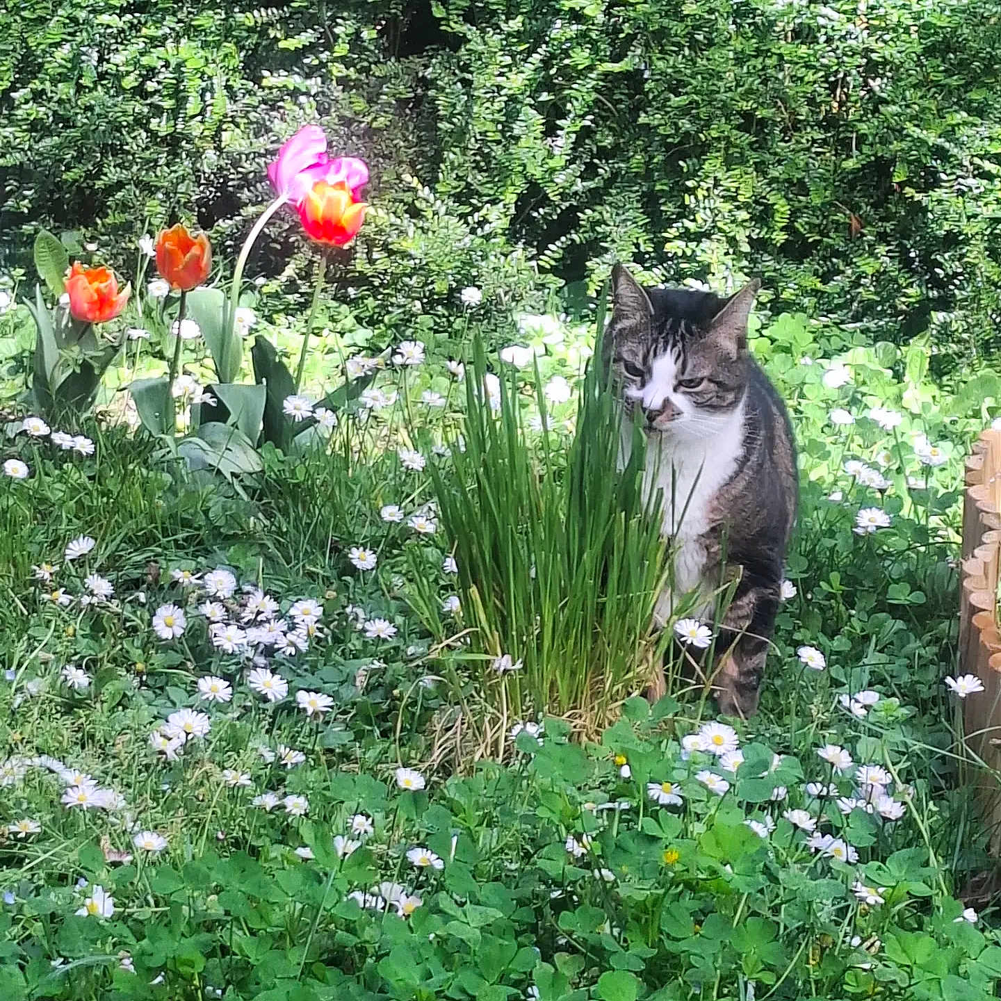 Charlie participe au concours pour gagner de l'argent avec cette photo : cat, tabby_cat, grass, flowers, daisies, tulips, garden, greenery, plants, outdoor, nature, sunlight, foliage, bushes, spring, flora, pet, animal, daylight, curious