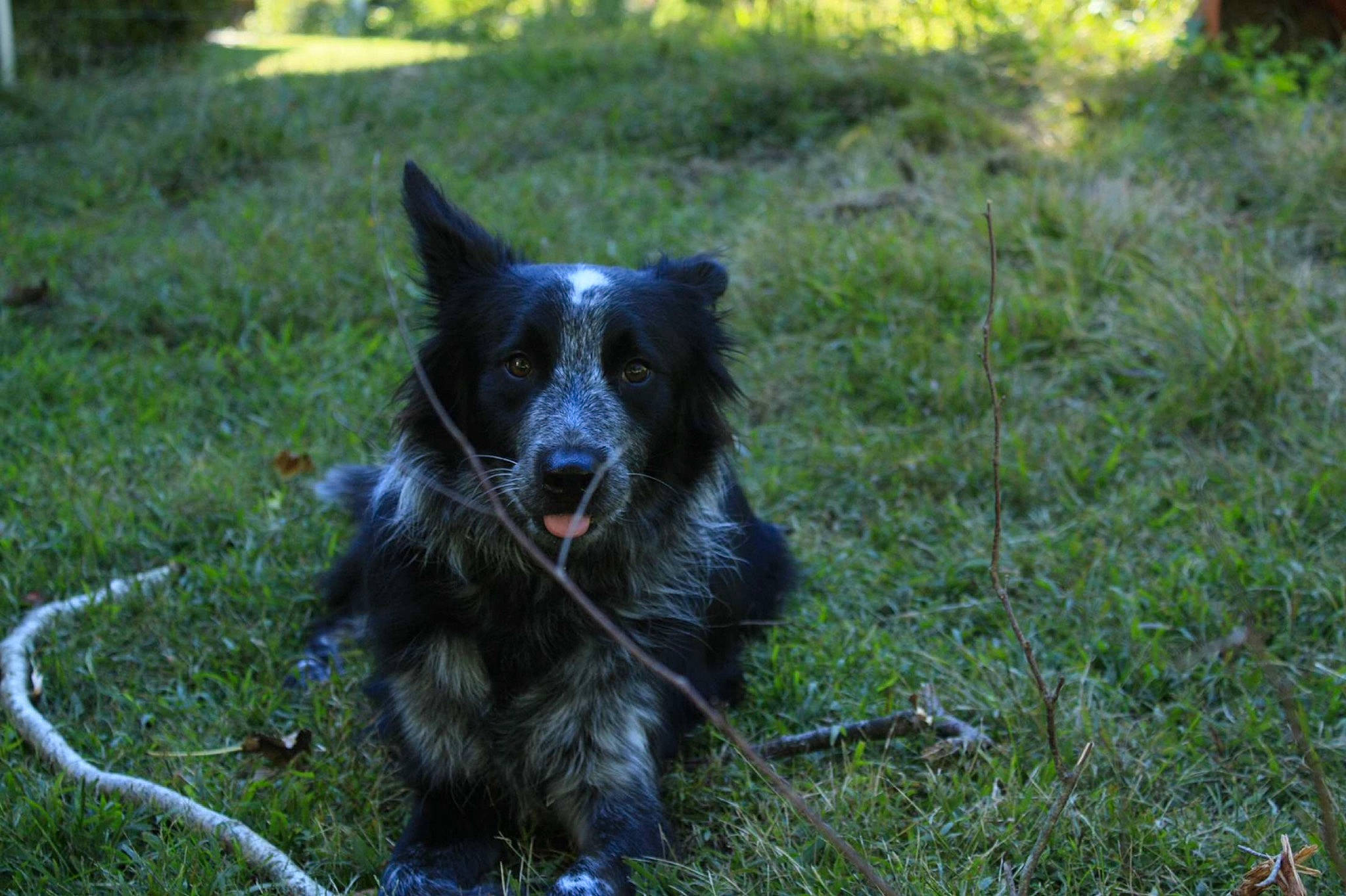 Jackson is registered to the contest to win money with this photo: australian_cattle_dog, canidae, carnivore, companion_dog, dog, dog_breed, fur, grass, grassland, herding_dog, pasture, plant, snout, sporting_group, terrestrial_animal, whiskers, working_animal, working_dog
