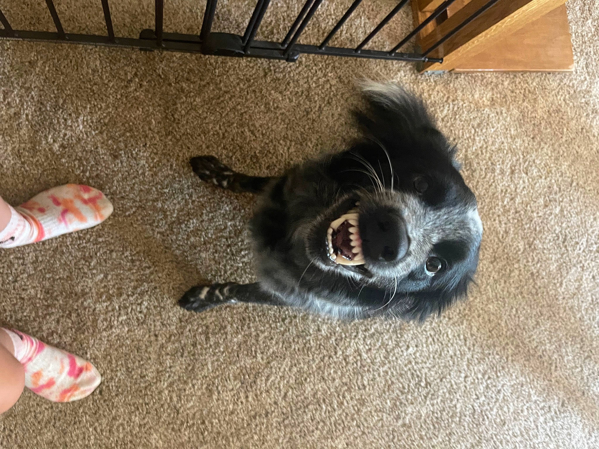 Jackson is registered to the contest to win money with this photo: carnivore, comfort, companion_dog, dog, dog_breed, felidae, floor, flooring, foot, fur, hardwood, human_leg, mammal, paw, small_to_medium_sized_cats, tail, toe, whiskers, wood, working_animal