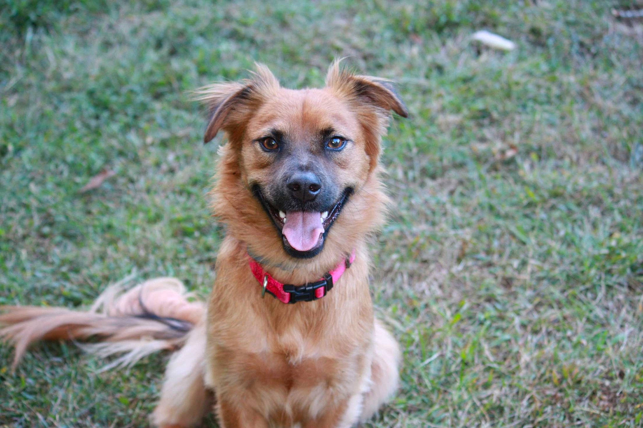 Bruno joined the competition — help win amazing prizes! aircraft, canidae, carnivore, collar, companion_dog, dog, dog_breed, dog_collar, dog_supply, fawn, fur, grass, liver, plant, snout, sporting_group, terrestrial_animal, toy_dog, whiskers, working_animal