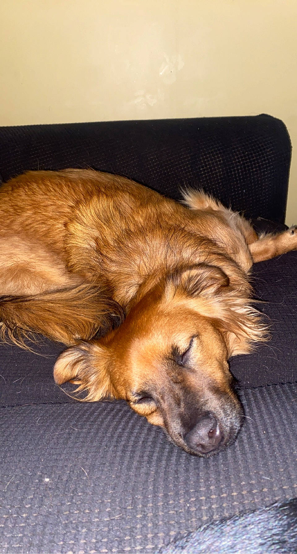 Bruno joined the competition — help win amazing prizes! canidae, carnivore, comfort, companion_dog, couch, dog, dog_breed, fawn, flooring, fur, liver, nap, natural_material, paw, snout, sporting_group, terrestrial_animal, whiskers