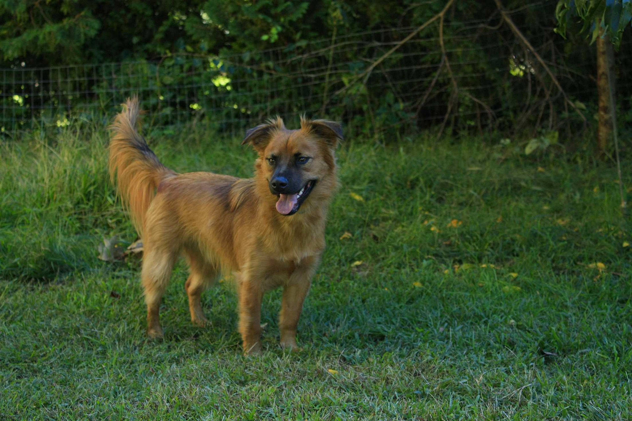 Bruno joined the competition — help win amazing prizes! canidae, carnivore, companion_dog, disc_dog, dog, dog_breed, fawn, grass, grassland, guard_dog, plant, retriever, snout, sporting_group, tail, terrestrial_animal, tree, working_dog