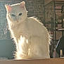 cat, white_cat, fluffy_fur, indoor, sunlight, backlit, stone_wall, birdcage, pet, animal, feline, sitting, portrait, cozy, household, domestic, furry, whiskers, tail, soft_light