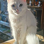 Leia  participe au concours pour gagner de l'argent avec cette photo : cat, white_cat, heterochromia, fluffy_tail, sunlight, indoor, box, pet, feline, animal, whiskers, ears, green_eye, blue_eye, domestic_cat, fur, portrait, sitting, closeup, household