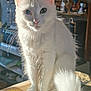 cat, white_cat, heterochromia, fluffy_tail, sunlight, indoor, box, pet, feline, animal, whiskers, ears, green_eye, blue_eye, domestic_cat, fur, portrait, sitting, closeup, household