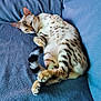 Yamini a rejoint le concours — aidez-le/la à gagner de superbes lots ! cat, spotted_cat, pet, lounging, relaxed, indoor, couch, blue_couch, fur, tail, paws, resting, animal, mammal, cozy, domestic_cat, striped, texture, feline, sleepy
