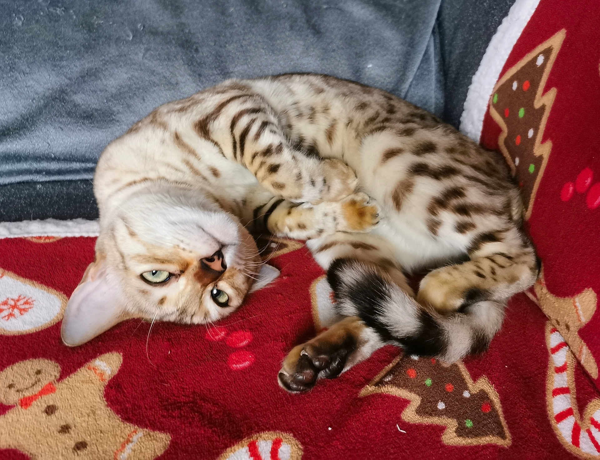 Yamini participe au concours pour gagner de l'argent avec cette photo : cat, spotted_cat, feline, pet, animal, lying_down, blanket, red_blanket, gingerbread_pattern, holiday_theme, cozy, relaxed, whiskers, tail, paws, indoor, fur, green_eyes, cute, resting