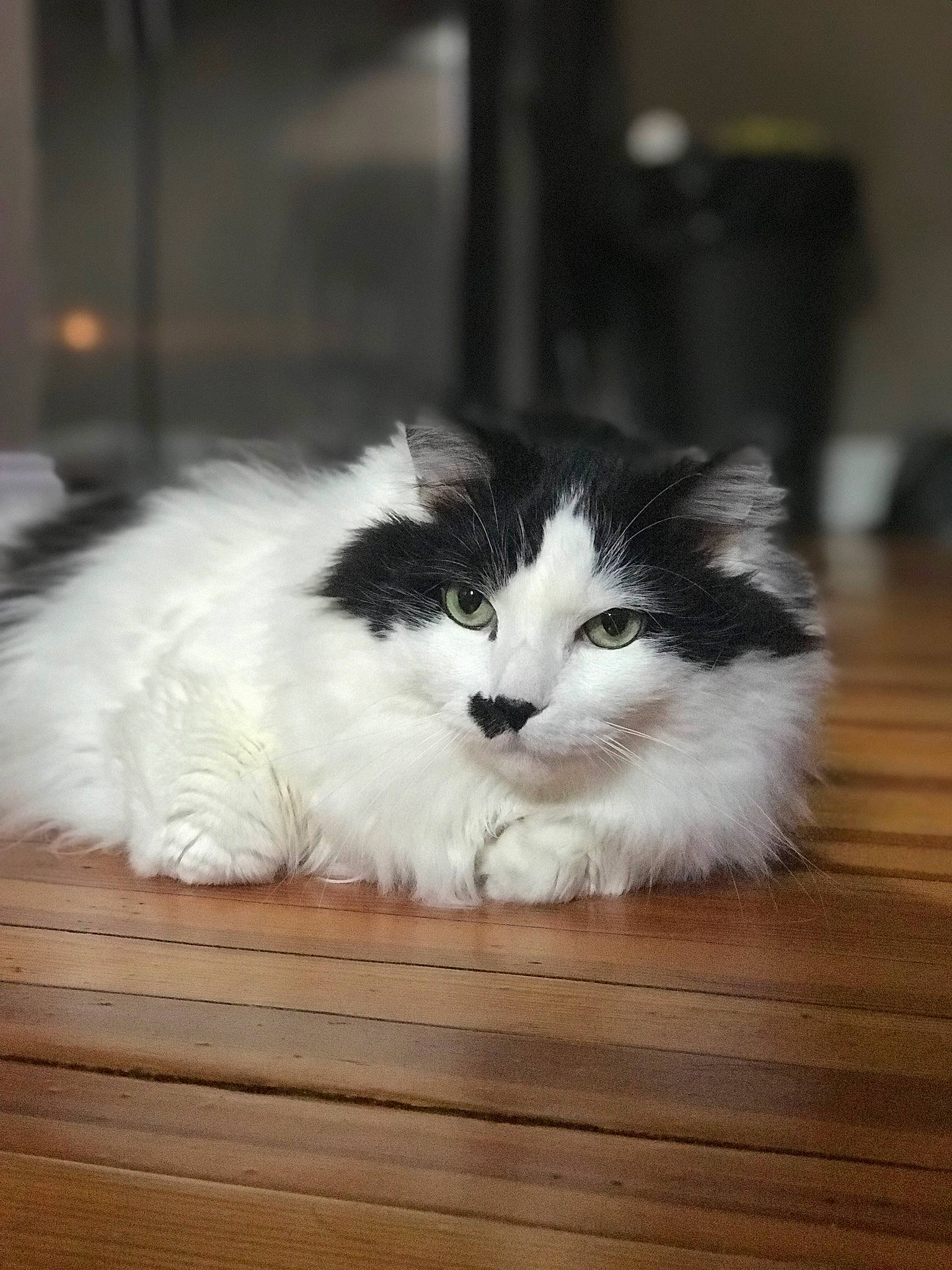 Fergus is registered to the contest to win money with this photo: carnivore, cat, felidae, flooring, fur, hardwood, natural_material, small_to_medium_sized_cats, snout, tail, whiskers, wood, wood_flooring