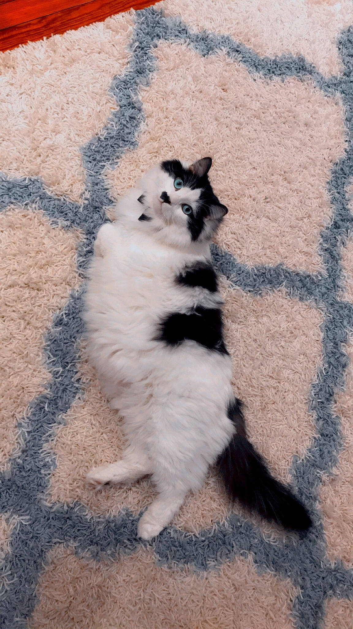 Fergus joined the competition — help win amazing prizes! asphalt, canidae, carnivore, cat, companion_dog, dog_breed, domestic_short_haired_cat, felidae, foot, fur, paw, sand, shadow, small_to_medium_sized_cats, snout, sporting_group, tail, terrestrial_animal, vertebrate, whiskers