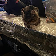 Mittens joined the competition — help win amazing prizes! art_supplies, bag, cat, clutter, cozy, dim_lighting, domestic_animal, furniture, home, indoor, markers, mattress, pet, plastic_cover, quiet, relaxation, resting, sleeping, tabby_cat, table