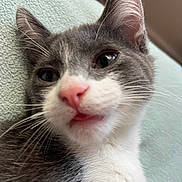 Timo joined the competition — help win amazing prizes! cat, kitten, gray, white, pink_nose, close_up, whiskers, ears, fur, pet, cute, young_animal, indoor, resting, face, curious, animal, soft_texture, tongue, lying_down