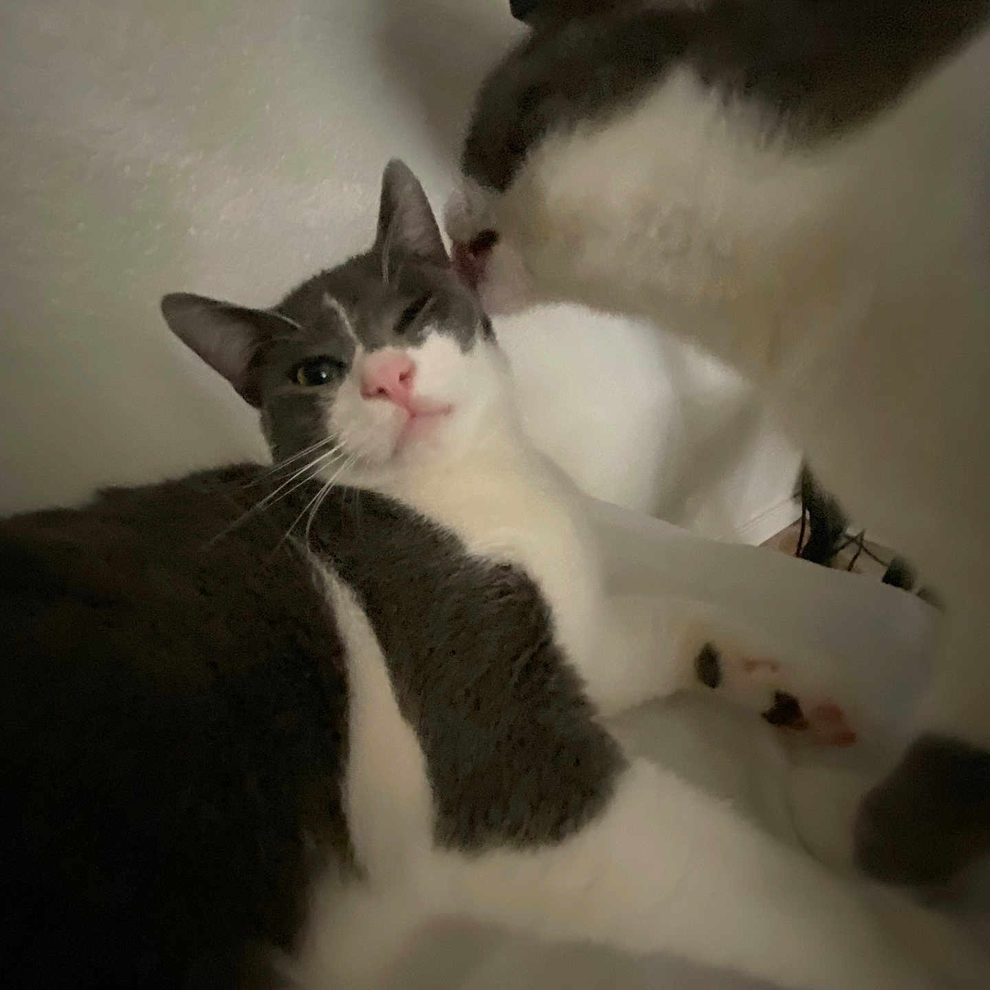 Timo is registered to the contest to win money with this photo: cat, cats, pet, feline, licking, affection, closeup, indoor, bed, white, gray, black, cute, animal, domestic, fur, whiskers, ears, nose, relaxing