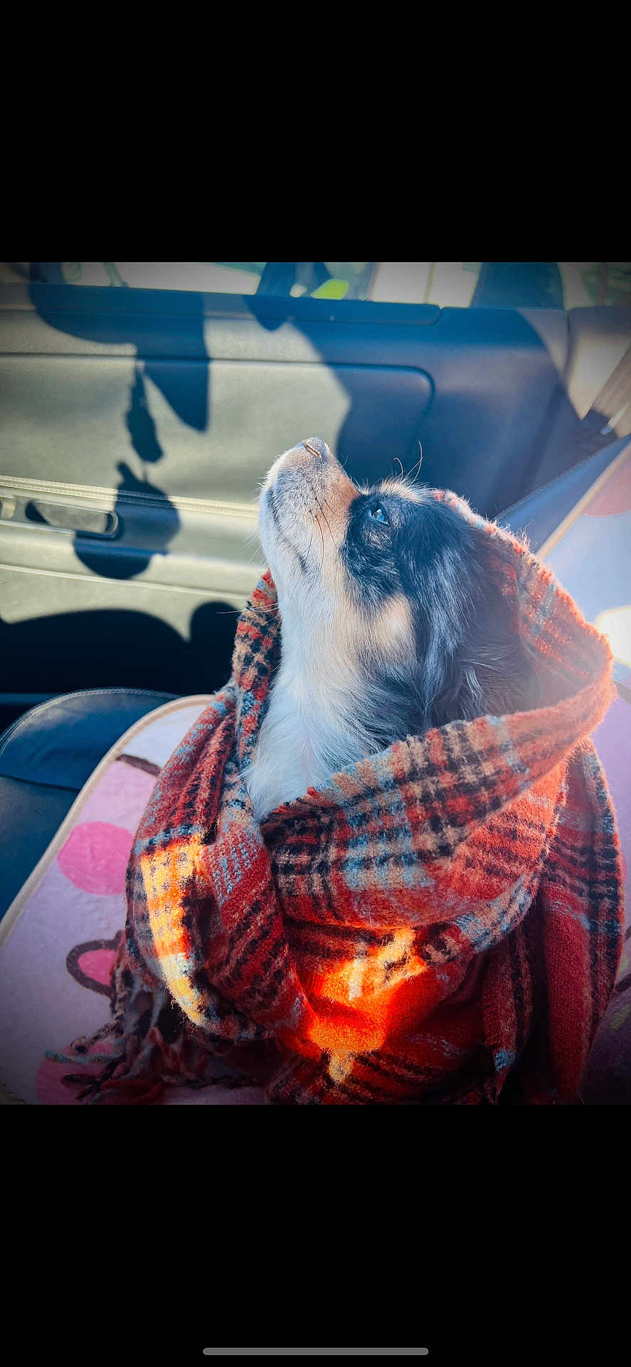 Pépito participe au concours pour gagner de l'argent avec cette photo : dog, small_dog, blanket, plaid, orange, car_interior, seat, sunlight, pet, cozy, looking_up, fur, animal, portrait, warm, indoor, cute, snug, side_view, calm