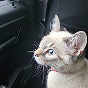 Zeus joined the competition — help win amazing prizes! cat, blue_eyes, car_interior, window, raindrops, seat, curious, whiskers, fur, collar, indoor, side_view, pet, animal, transportation, daylight, close_up, looking_out, quiet, rainy