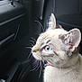 cat, blue_eyes, car_interior, window, raindrops, seat, curious, whiskers, fur, collar, indoor, side_view, pet, animal, transportation, daylight, close_up, looking_out, quiet, rainy