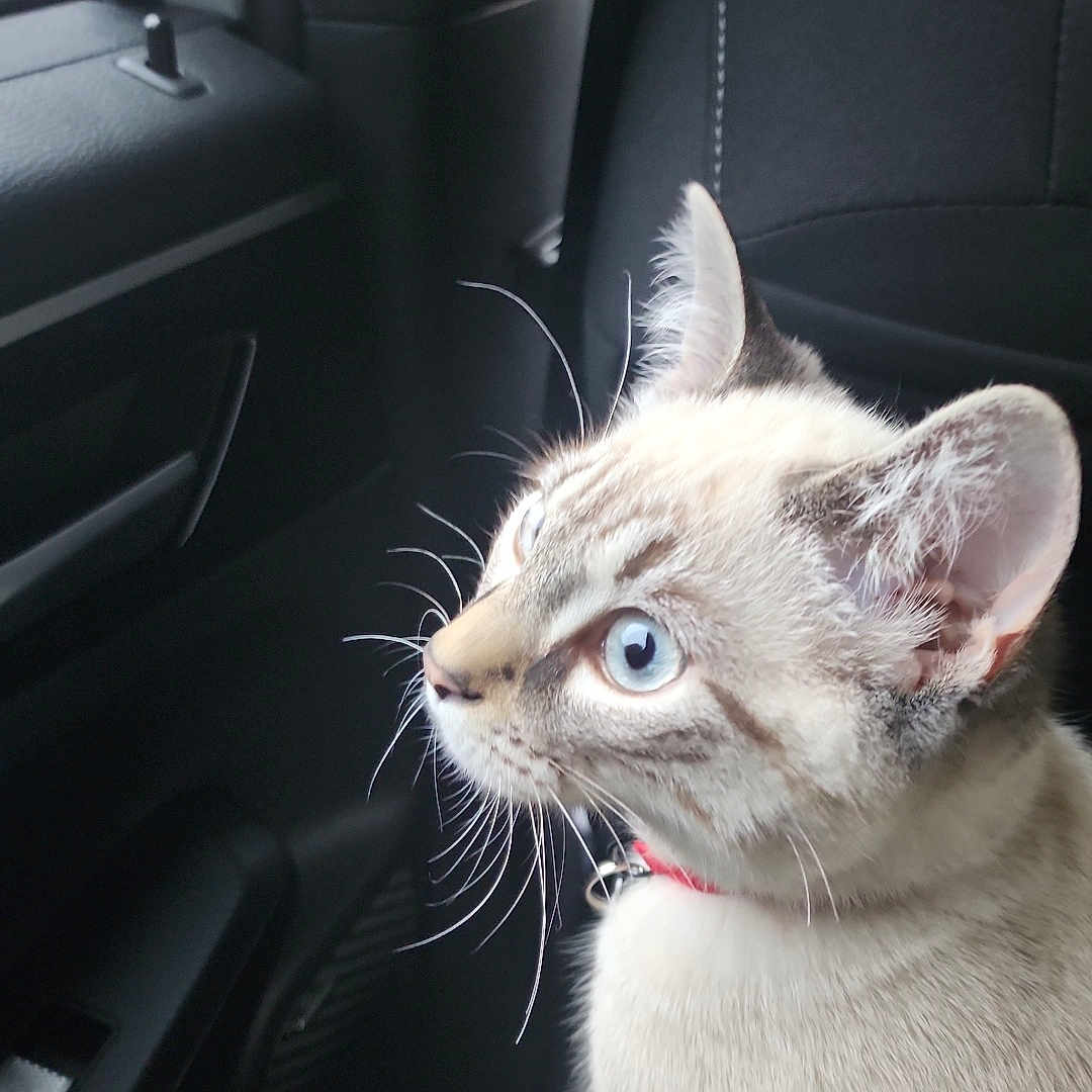 Zeus joined the competition — help win amazing prizes! animal, blue_eyes, car_interior, cat, close_up, collar, curious, daylight, fur, indoor, looking_out, pet, quiet, raindrops, rainy, seat, side_view, transportation, whiskers, window