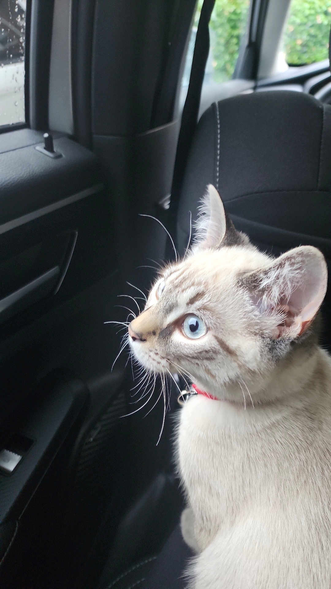 Zeus joined the competition — help win amazing prizes! cat, blue_eyes, car_interior, window, raindrops, seat, curious, whiskers, fur, collar, indoor, side_view, pet, animal, transportation, daylight, close_up, looking_out, quiet, rainy