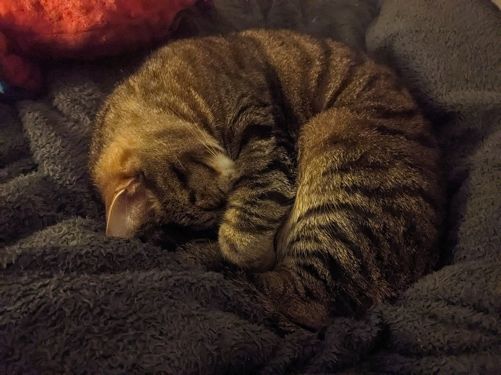 Harley D is registered to the contest to win money with this photo: carnivore, cat, cloud, comfort, domestic_short_haired_cat, fawn, felidae, fur, grey, linens, nap, paw, sky, small_to_medium_sized_cats, snout, tail, terrestrial_animal, whiskers, wildlife, wood