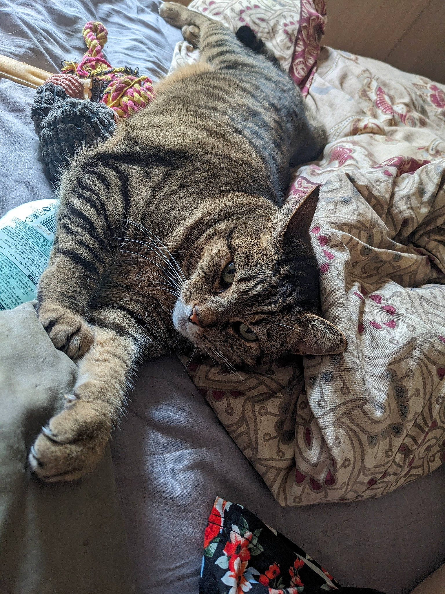 Harley D joined the competition — help win amazing prizes! bedding, carnivore, cat, claw, comfort, domestic_short_haired_cat, felidae, fur, grey, human_leg, linens, mammal, nap, pattern, small_to_medium_sized_cats, snout, tail, terrestrial_animal, textile, whiskers