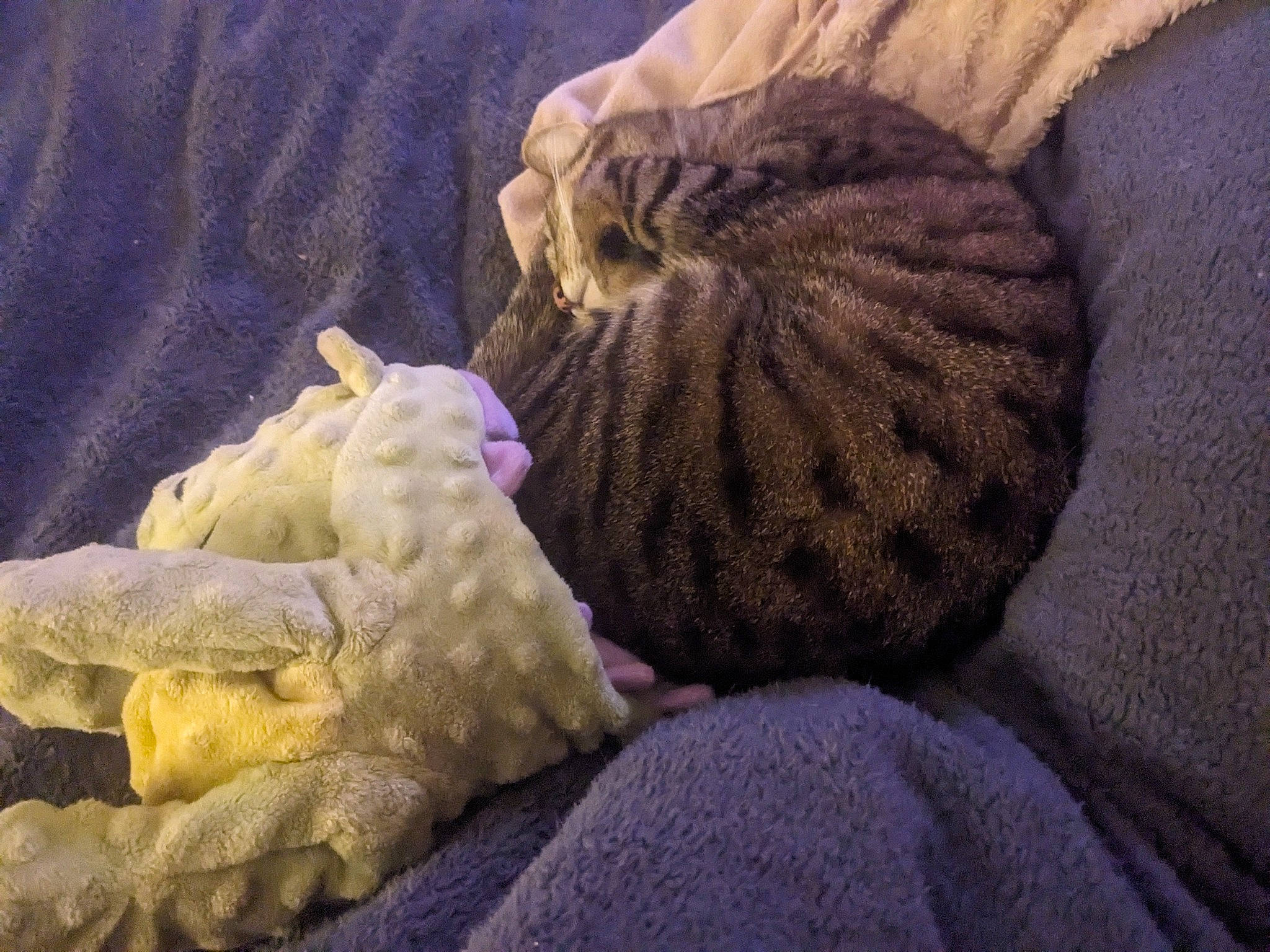 Harley D is registered to the contest to win money with this photo: bed_sheet, cat, comfort, fawn, felidae, fur, knitting, linens, magenta, purple, room, small_to_medium_sized_cats, thread, toy, violet, whiskers, wood, wool, woolen, woven_fabric