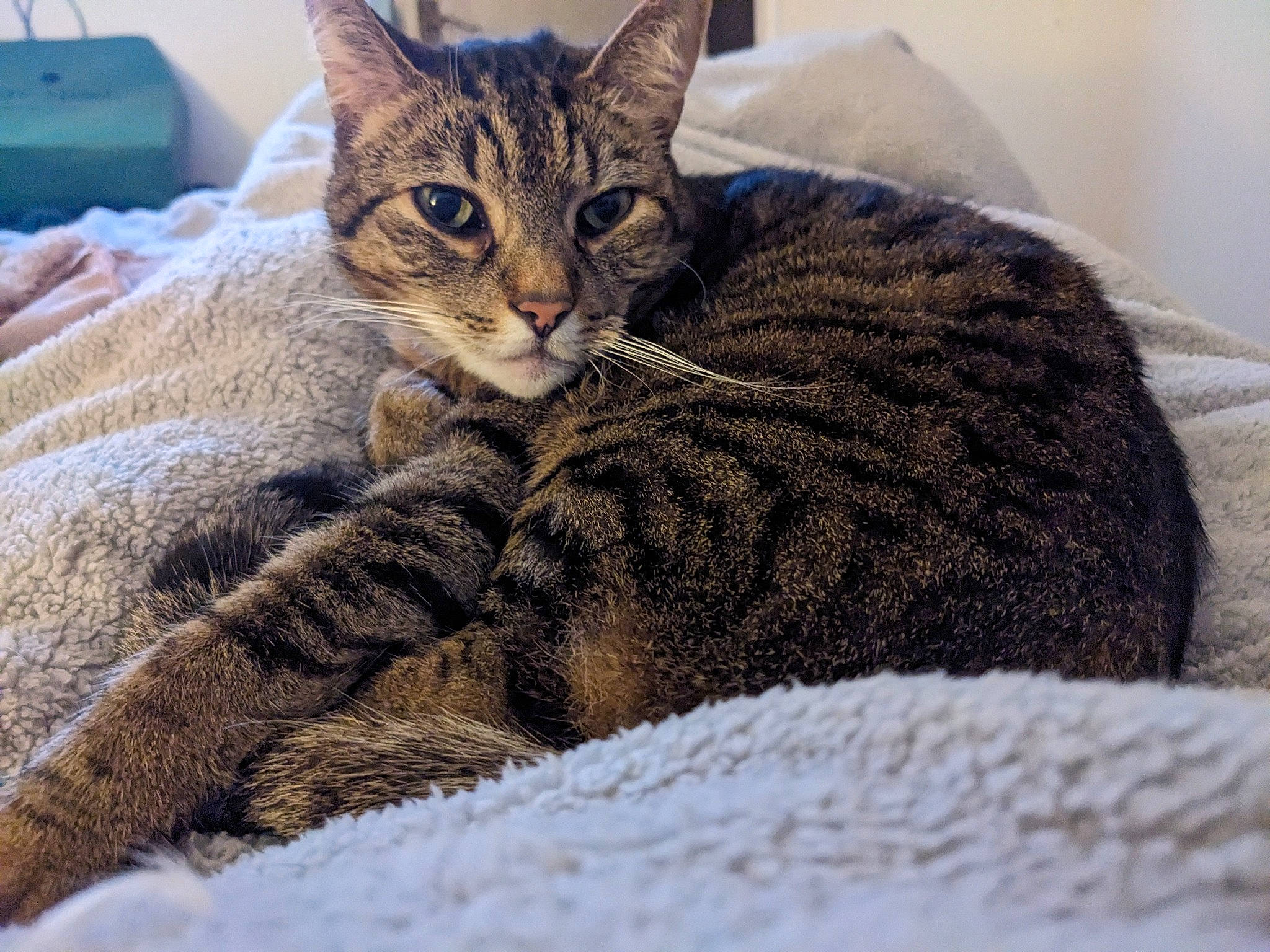 Harley D joined the competition — help win amazing prizes! carnivore, cat, claw, comfort, domestic_short_haired_cat, felidae, fur, nap, paw, sitting, sleep, small_to_medium_sized_cats, snout, tail, terrestrial_animal, whiskers, wildlife