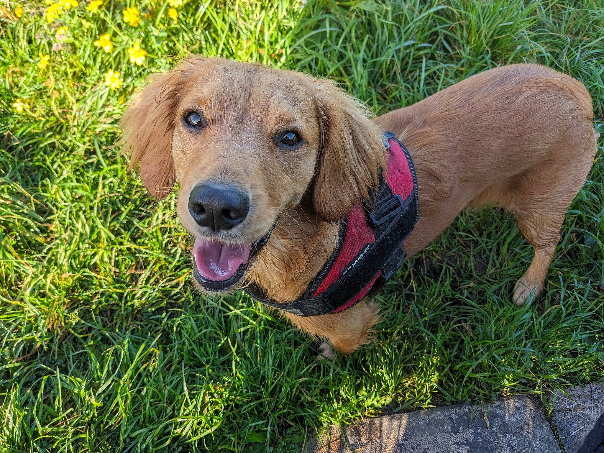Daisy joined the competition — help win amazing prizes! canidae, carnivore, collar, companion_dog, dog, dog_breed, dog_collar, dog_supply, fawn, grass, gun_dog, hound, leash, liver, pet_supply, plant, snout, sporting_group, webbing, working_animal