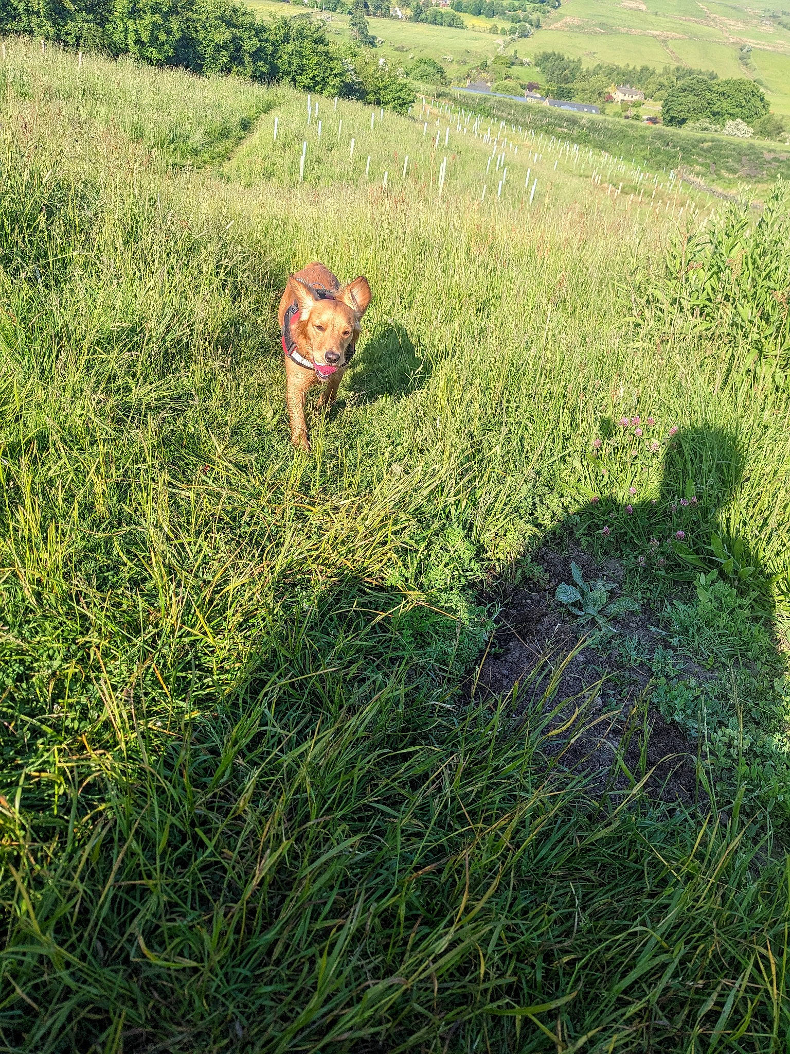 Daisy joined the competition — help win amazing prizes! agriculture, carnivore, dog, dog_breed, fawn, grass, grass_family, grassland, groundcover, landscape, lawn, mammal, meadow, natural_landscape, people_in_nature, plant, plant_community, prairie, shrub, working_animal