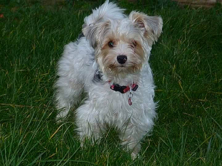 Jule participe au concours pour gagner de l'argent avec cette photo : biewer_terrier, canidae, carnivore, cockapoo, collar, companion_dog, dog, dog_breed, dog_collar, dog_supply, grass, plant, poodle_crossbreed, shih_poo, small_terrier, terrier, toy_dog, water_dog, working_animal, yorkipoo