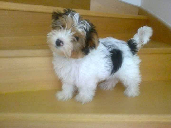 Jule participe au concours pour gagner de l'argent avec cette photo : biewer_terrier, canidae, carnivore, companion_dog, dog, dog_breed, flooring, fur, hardwood, liver, mal_shi, maltepoo, non_sporting_group, small_terrier, snout, sporting_group, terrier, toy_dog, wood, working_animal