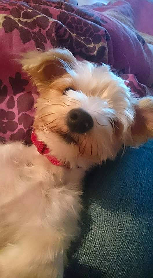 Jule a rejoint le concours — aidez-le/la à gagner de superbes lots ! art, canidae, carnivore, cloud, companion_dog, dog, dog_breed, dog_collar, fur, maltepoo, non_sporting_group, puppy, small_terrier, snout, sporting_group, terrier, toy_dog, working_animal