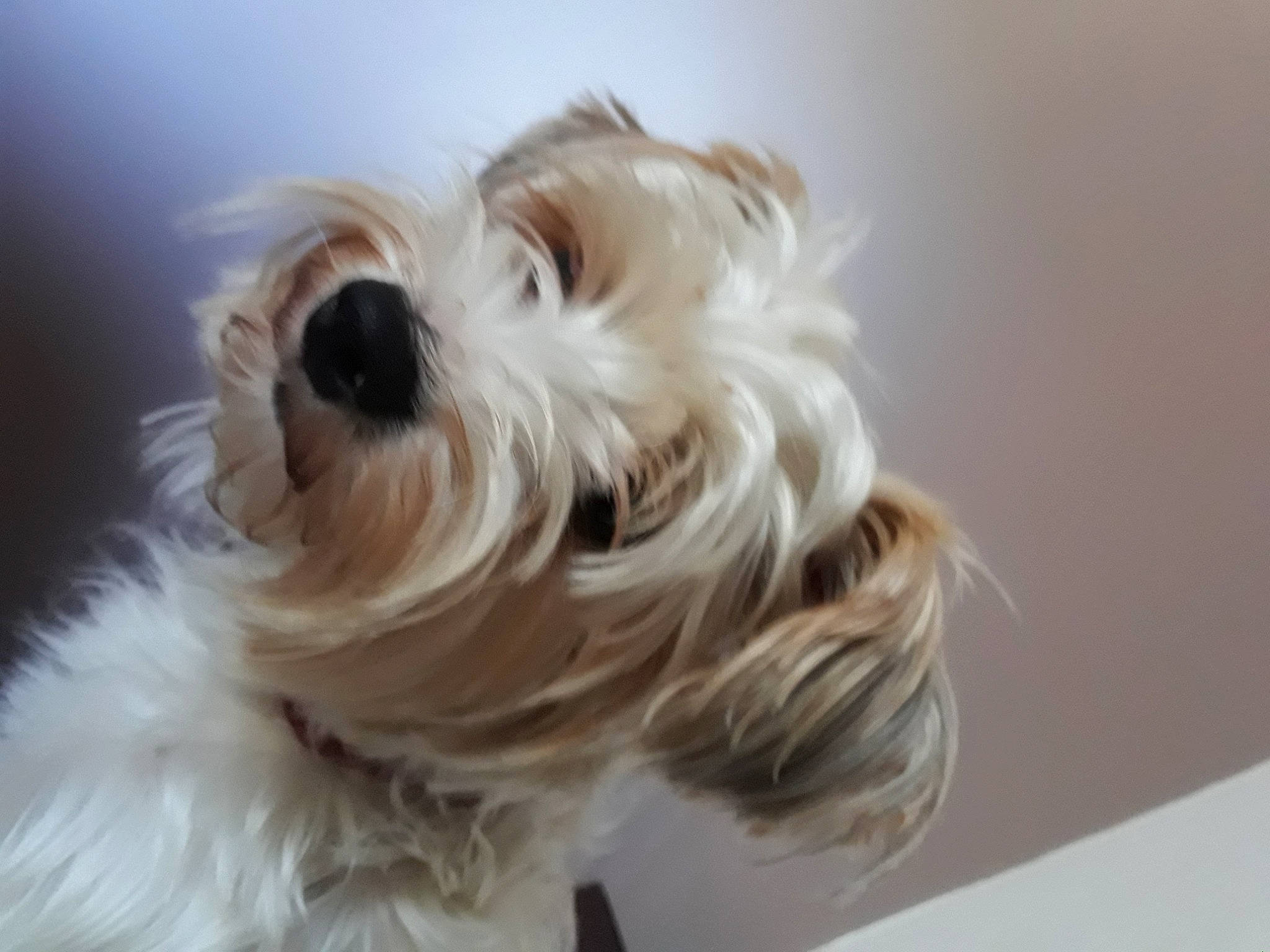 Jule participe au concours pour gagner de l'argent avec cette photo : biewer_terrier, canidae, carnivore, companion_dog, dog, dog_breed, dog_supply, fashion_accessory, fur, maltepoo, non_sporting_group, small_terrier, snout, sporting_group, terrier, toy_dog, working_animal