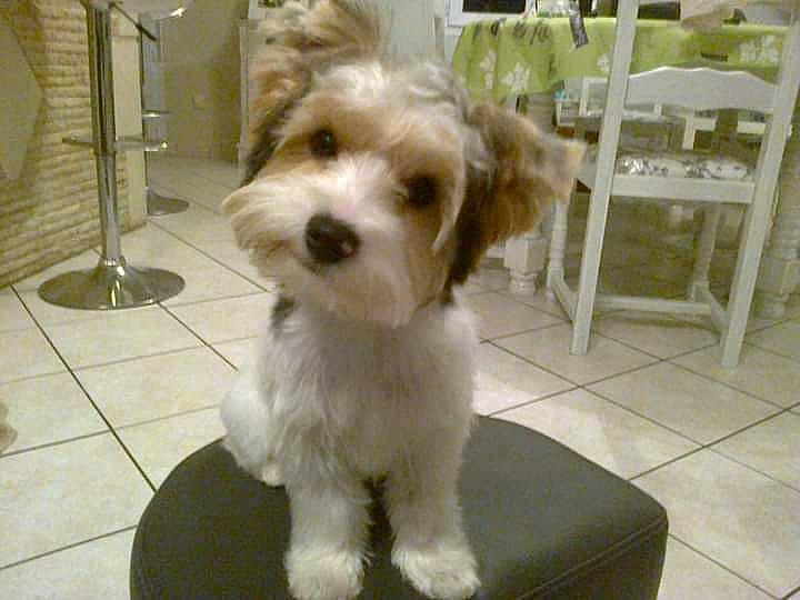 Jule participe au concours pour gagner de l'argent avec cette photo : carnivore, chair, collar, companion_dog, dog, dog_breed, dog_collar, firefighter, flooring, fur, labradoodle, liver, mal_shi, maltepoo, shih_poo, small_terrier, sporting_group, terrier, toy_dog, working_animal