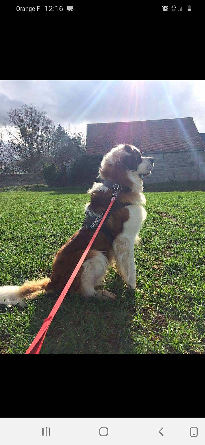 Jumbo participe au concours pour gagner de l'argent avec cette photo : carnivore, cloud, collar, companion_dog, dog, dog_breed, dog_collar, fur, grass, happy, lawn, leash, morning, pet_supply, plant, shadow, sky, tail, toy_dog, tree