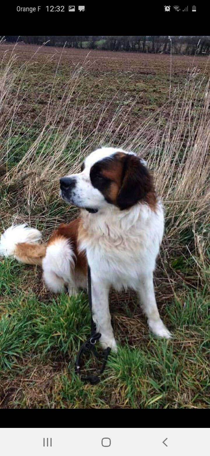 Jumbo a rejoint le concours — aidez-le/la à gagner de superbes lots ! ancient_dog_breeds, canidae, carnivore, companion_dog, dog, dog_breed, fur, grass, gun_dog, herding_dog, hunting_dog, plant, sporting_group, tail, terrestrial_animal, working_dog