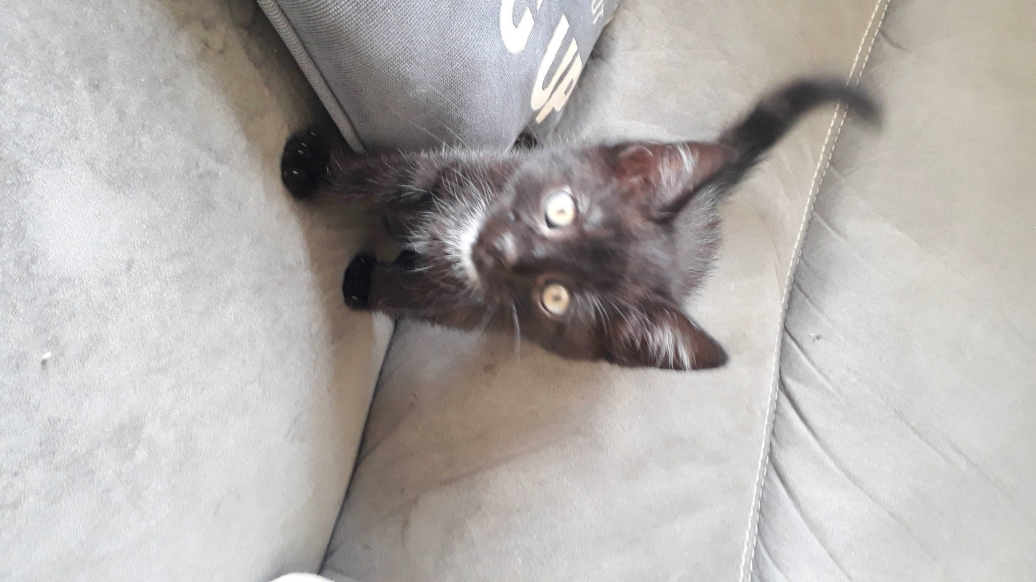 Chipie participe au concours pour gagner de l'argent avec cette photo : black_cat, bombay, carnivore, cat, claw, comfort, domestic_short_haired_cat, felidae, flooring, fur, grey, small_to_medium_sized_cats, snout, tail, whiskers