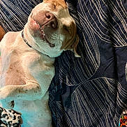 Taz is registered to the contest to win money with this photo: dog, sleeping_dog, pet, smile, blanket, navy_bedding, teeth, collar, toy, stuffed_animal, cozy, paw, nose, closeup, indoor, relaxed, patterned_textile, bedroom, light_shadow, happy