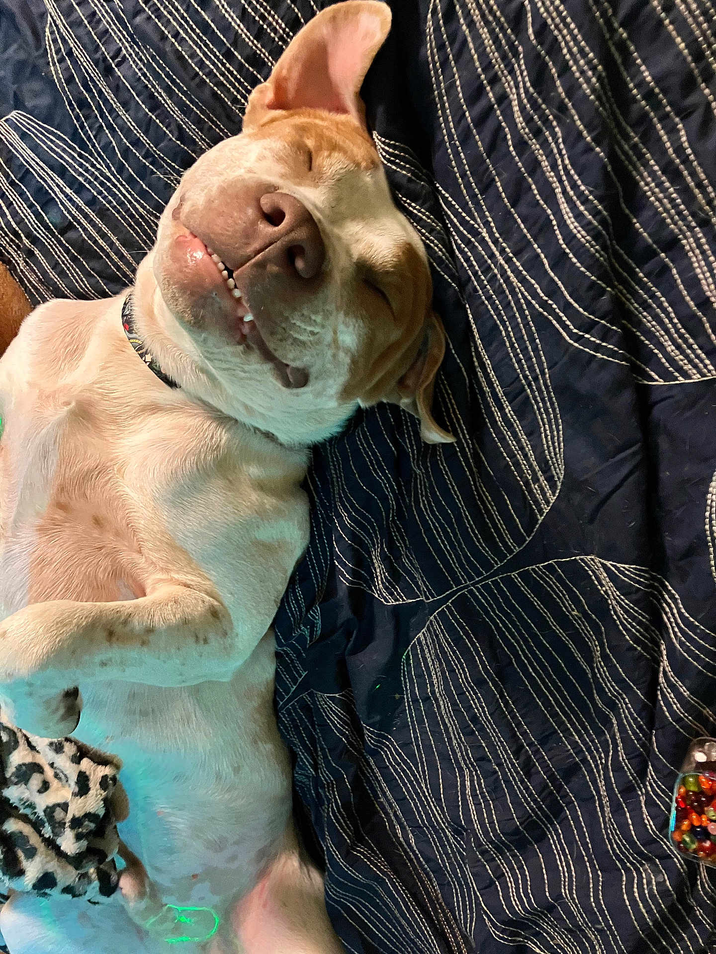 Taz is registered to the contest to win money with this photo: dog, sleeping_dog, pet, smile, blanket, navy_bedding, teeth, collar, toy, stuffed_animal, cozy, paw, nose, closeup, indoor, relaxed, patterned_textile, bedroom, light_shadow, happy