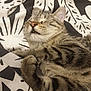 abyssinian, angora, animal, blanket, cat, couch, cushion, face, furniture, head, homedecor, kitten, manx, ocelot, person, pet, photography, portrait, quilt, sleeping