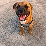dog, canine, pet, happy, smiling, tongue_out, brown_fur, harness, sitting, outdoor, concrete, close_up, looking_up, animal, friendly, daylight, cute, domestic_animal, mammal, ears