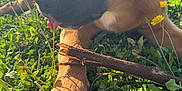 Uzi a rejoint le concours — aidez-le/la à gagner de superbes lots ! dog, grass, stick, yellow_flower, outdoor, sunlight, pet, animal, nature, paw, tongue, closeup, greenery, playful, canine, summer, field, flora, muzzle, relaxed