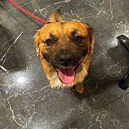 Uzi a rejoint le concours — aidez-le/la à gagner de superbes lots ! dog, pet, smiling, tongue_out, leash, floor, marble_floor, indoor, brown_fur, happy, canine, looking_up, four_legs, tail, ears, animal, companion, domestic, friendly, cute