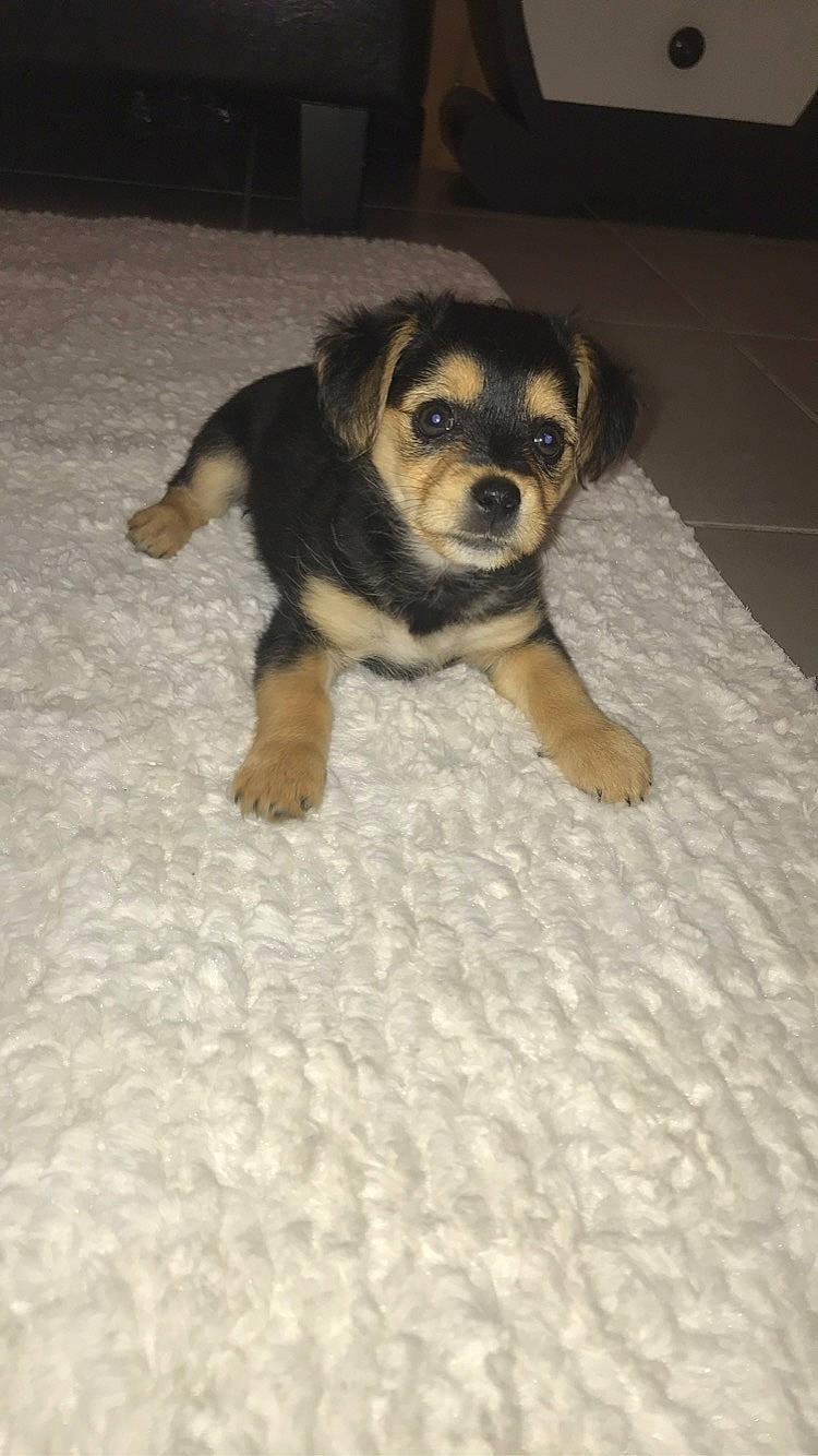 Russie participe au concours pour gagner de l'argent avec cette photo : beagador, border_terrier, canidae, carlin_pinscher, carnivore, companion_dog, dog, dog_breed, fawn, mammal, puggle, puppy, rare_breed_dog, snout, sporting_group, tail, toy_dog, vertebrate