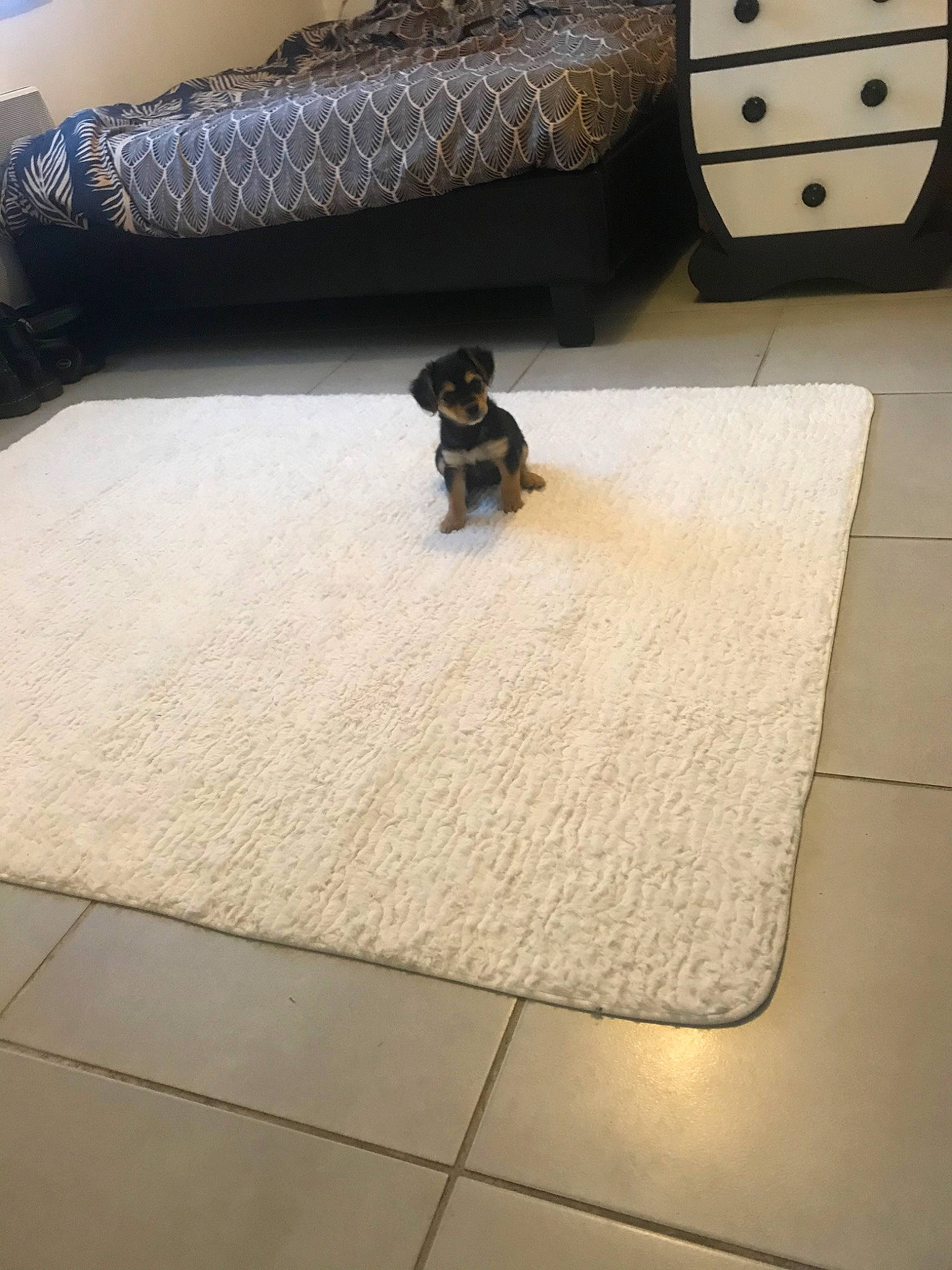 Russie participe au concours pour gagner de l'argent avec cette photo : beige, canidae, floor, flooring, hardwood, laminate_flooring, mat, room, tile, wood