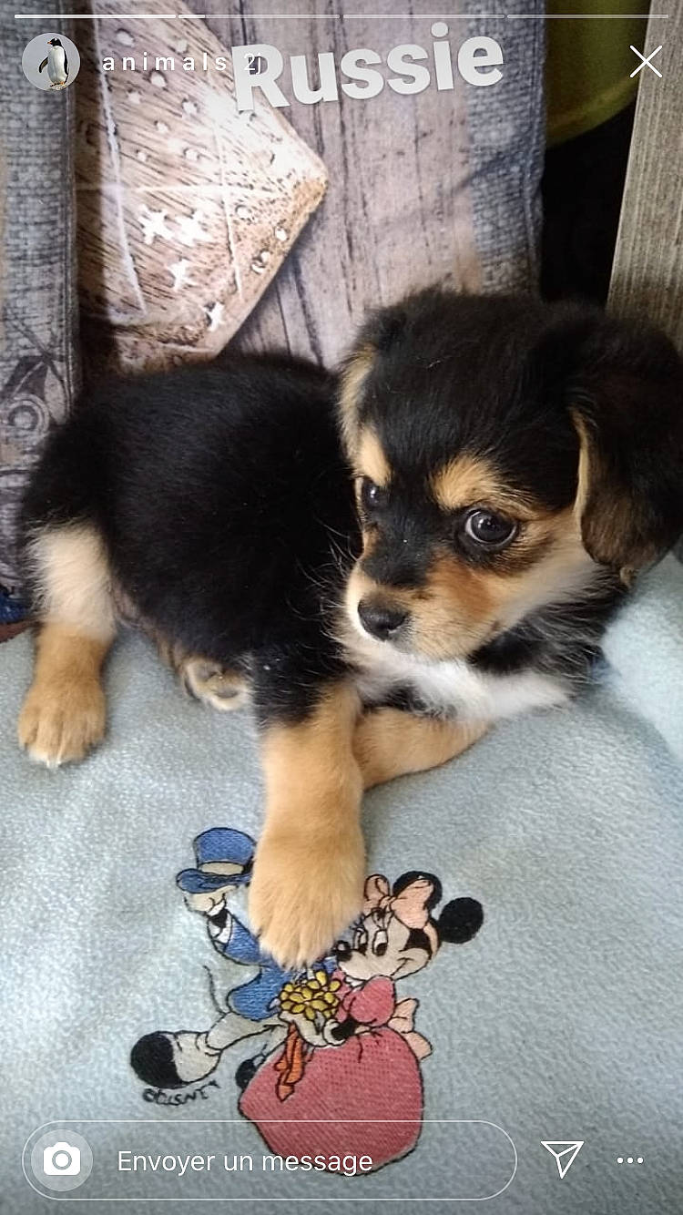 Russie participe au concours pour gagner de l'argent avec cette photo : beagador, beagle, canidae, carnivore, chihuahua, companion_dog, dog, dog_breed, fawn, mammal, puppy, rare_breed_dog, vertebrate