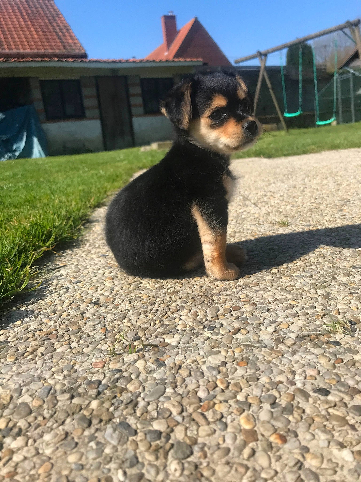 Russie a rejoint le concours — aidez-le/la à gagner de superbes lots ! canidae, carnivore, companion_dog, dog, dog_breed, fawn, mammal, miniature_pinscher, norwich_terrier, puppy, tail, vertebrate