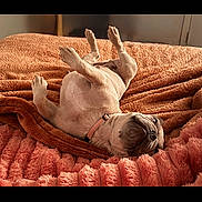 Gracie joined the competition — help win amazing prizes! animal, belly_up, blanket, collar, comfortable, companion, cozy, cute, dog, fur, home, indoor, lying_down, pet, pug, relaxed, resting, sleepy, soft, texture